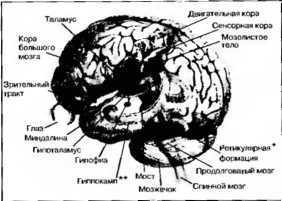 Рождение разума. Загадки нашего сознания img_2.jpeg