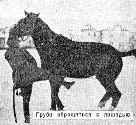 Боевой товарищ. Лошадь и уход за ней i_003.jpg