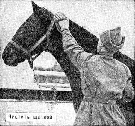 Боевой товарищ. Лошадь и уход за ней i_007.jpg