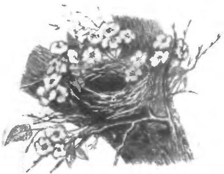 Птица-синица i_005.jpg