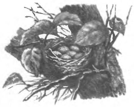 Птица-синица i_011.jpg