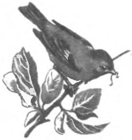 Птица-синица i_013.jpg