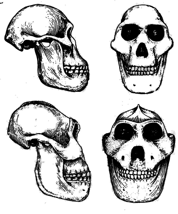 История одной случайности, или Происхождение человека i_004.png