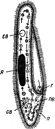 Мир микробов i_012.png