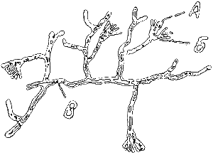 Мир микробов i_015.png