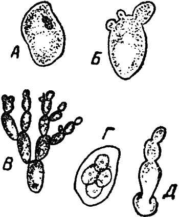 Мир микробов i_016.png