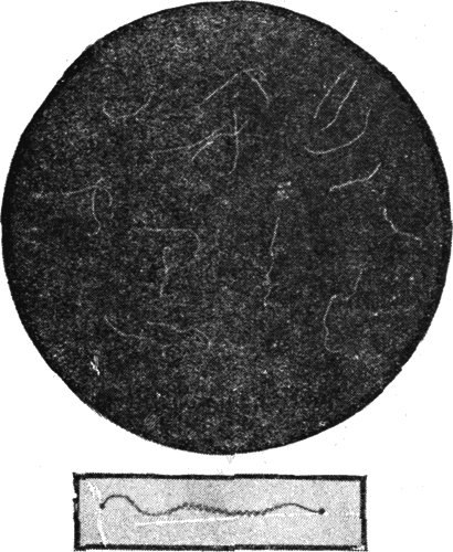 Мир микробов i_028.png