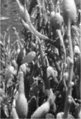 Удивительная океанология i_045.jpg