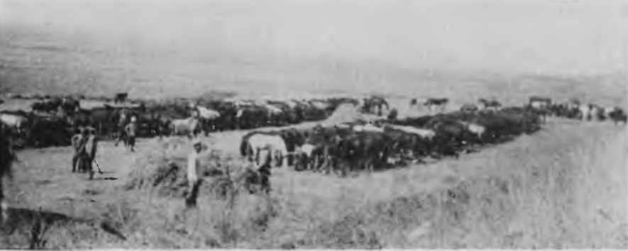 Казаки на Кавказском фронте 1914–1917 i_020.jpg