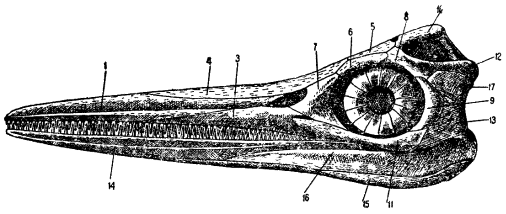 Вымершие животные nonjpegpng_pic_002.png