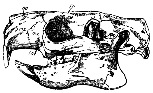 Вымершие животные nonjpegpng_pic_0371.png