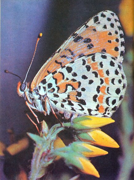 Не просто букашки i_005.jpg