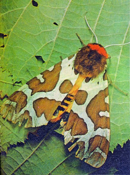 Не просто букашки i_008.jpg