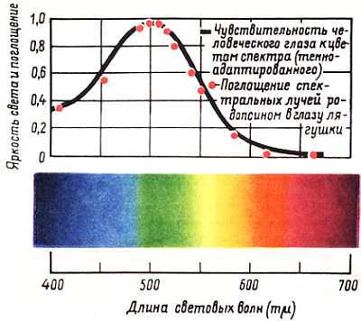 Глаза и мозг. Психология зрительного восприятия _16.jpg_0