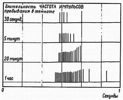 Глаза и мозг. Психология зрительного восприятия _19.jpg_1