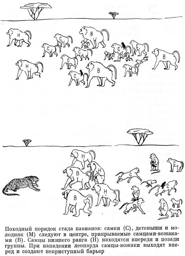 Африканский рай fuentes0063.jpg