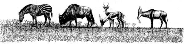 Африканский рай fuentes0032.jpg