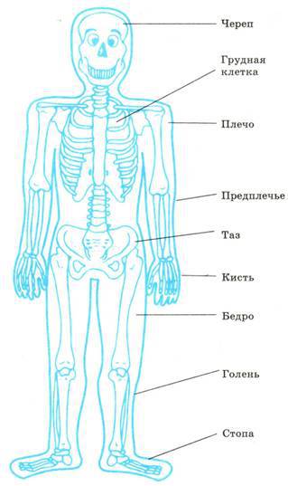Основы рисунка для учащихся 5-8 классов pic_72.jpg