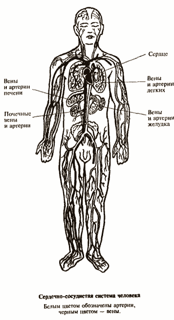 Золотые правила здоровья i_001.png