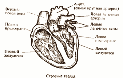 Золотые правила здоровья i_002.png