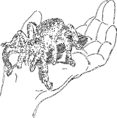 Занимательная зоология i_027.png
