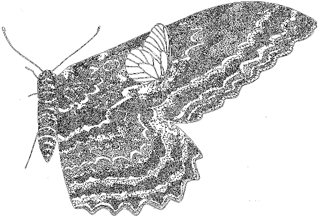 Занимательная зоология i_033.png