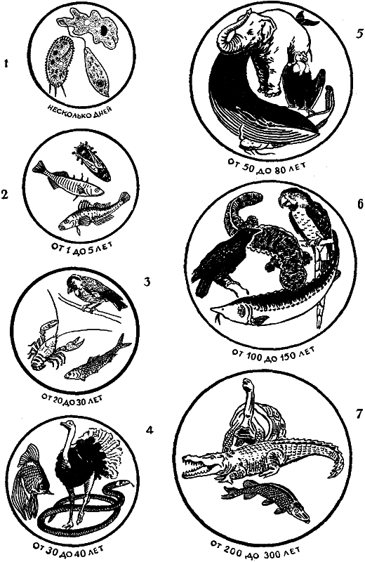 Занимательная зоология i_056.png