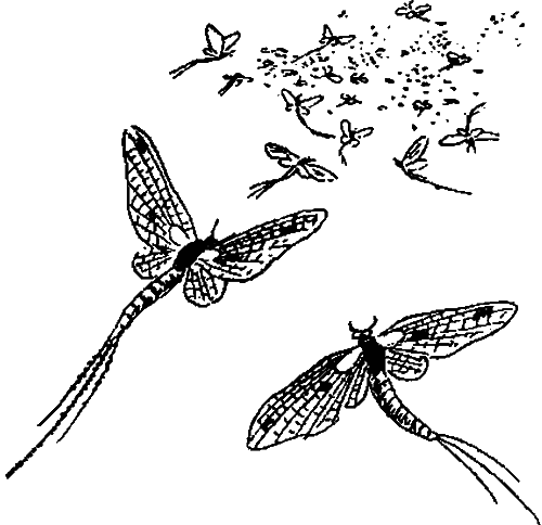 Занимательная зоология i_057.png