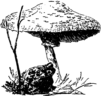 Занимательная зоология i_060.png