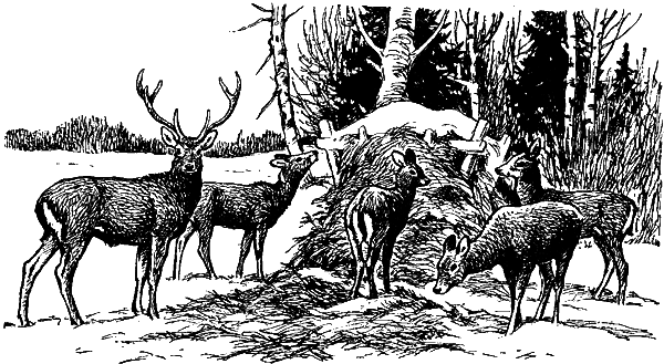 Занимательная зоология i_068.png