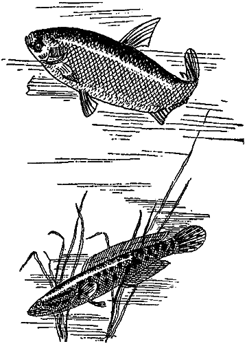 Занимательная зоология i_071.png
