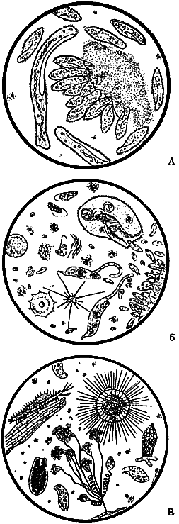 Занимательная зоология i_089.png