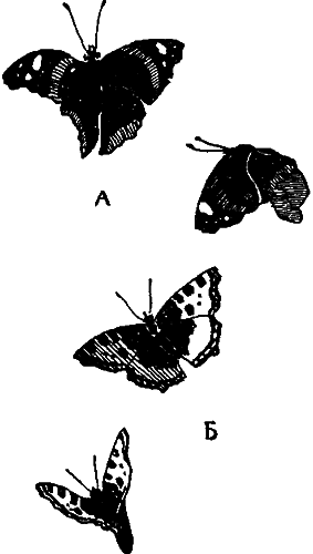 Занимательная зоология i_102.png