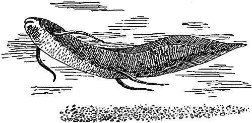 Занимательная зоология i_116.png