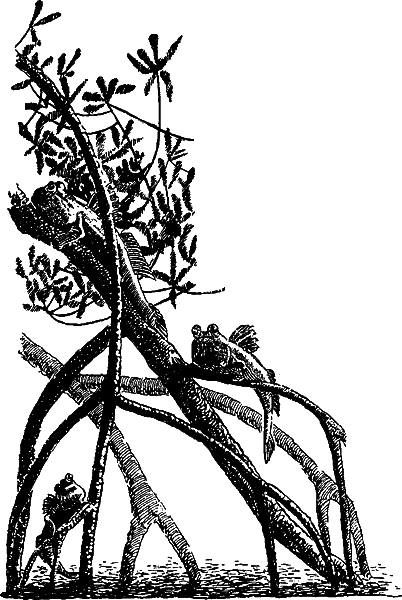 Занимательная зоология i_117.png