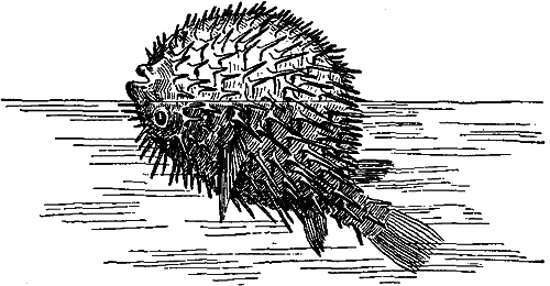 Занимательная зоология i_118.png