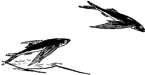 Занимательная зоология i_119.png