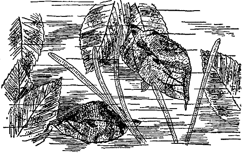 Занимательная зоология i_120.png