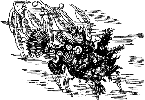 Занимательная зоология i_121.png