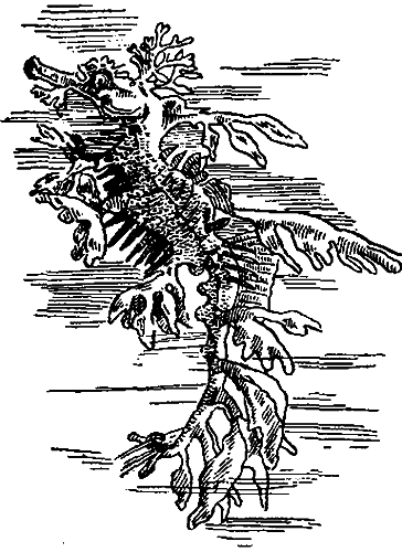 Занимательная зоология i_122.png