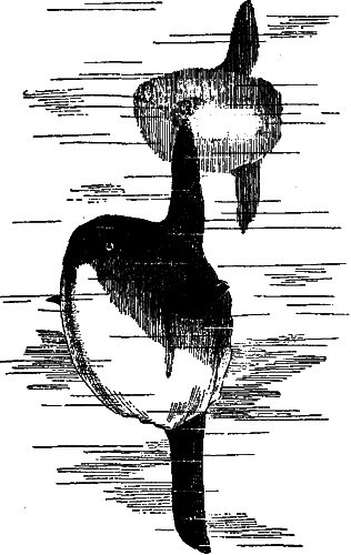 Занимательная зоология i_127.png