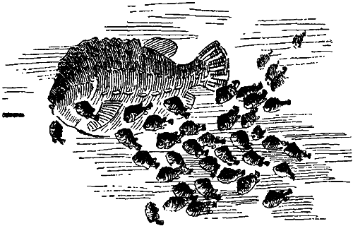 Занимательная зоология i_128.png