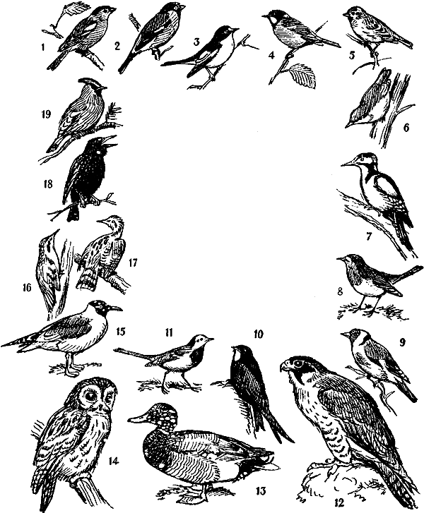 Занимательная зоология i_131.png