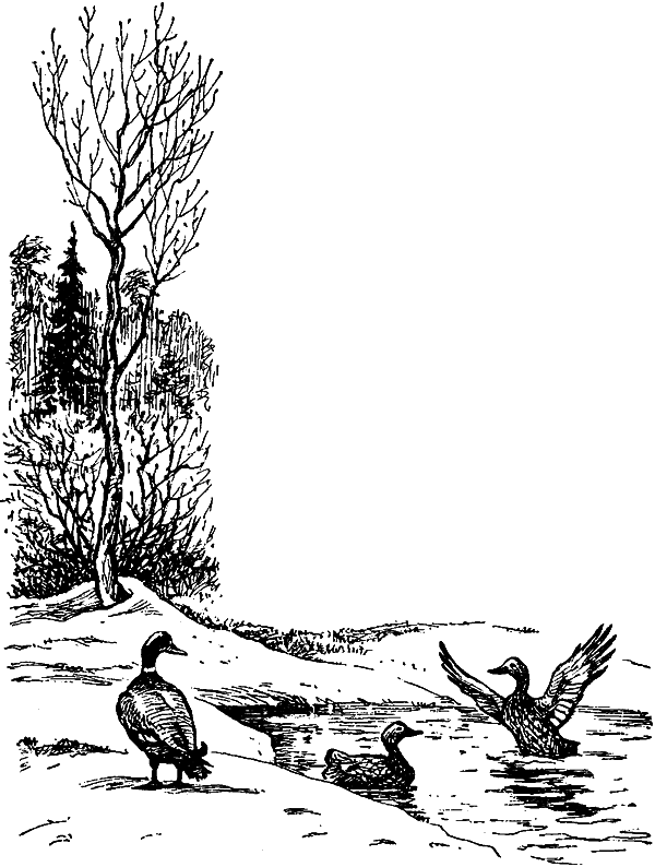 Занимательная зоология i_134.png