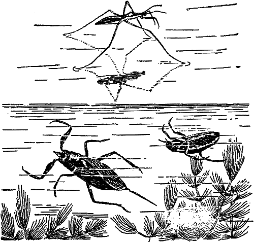 Занимательная зоология i_136.png