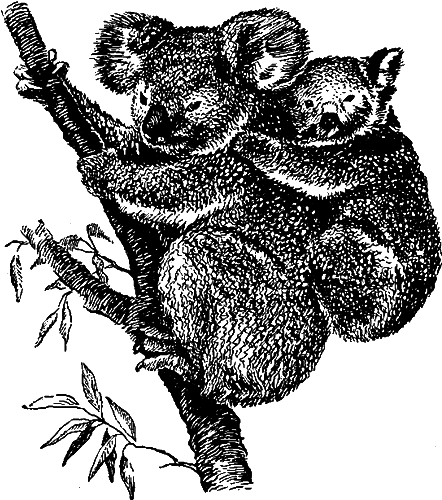 Занимательная зоология i_139.png