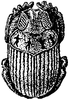 Занимательная зоология i_154.png