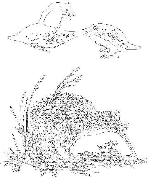 Занимательная зоология i_166.png