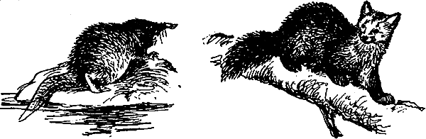 Занимательная зоология i_177.png