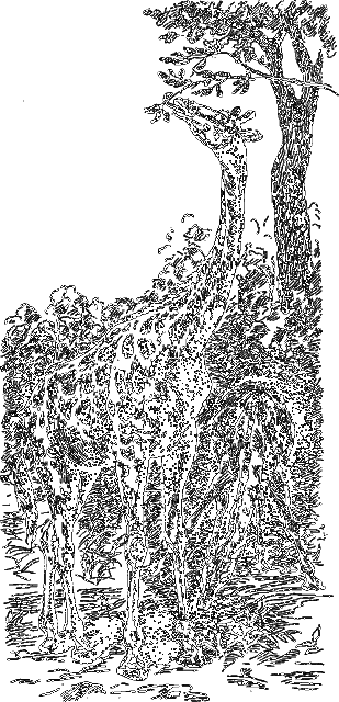 Занимательная зоология i_015.png